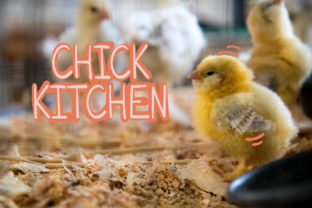 Chick Kitchen Font for Crafters and Sellers